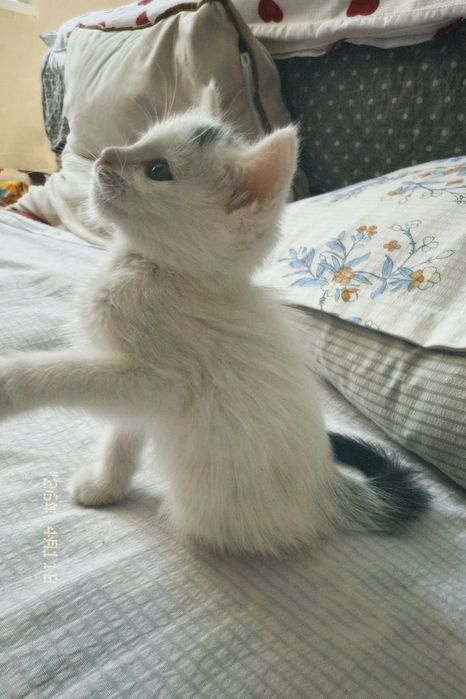 Отдам котенка бесплатно