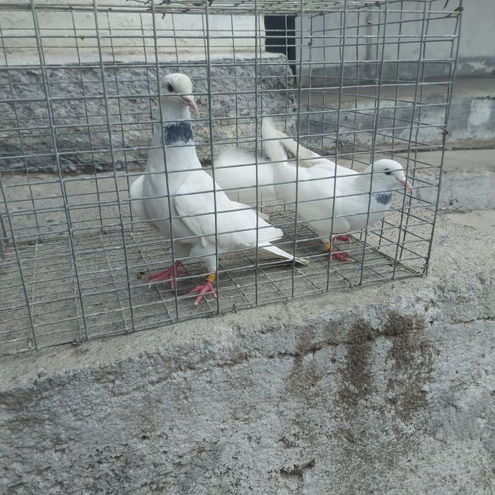 Бели Иран пара гатовый лет с игрой