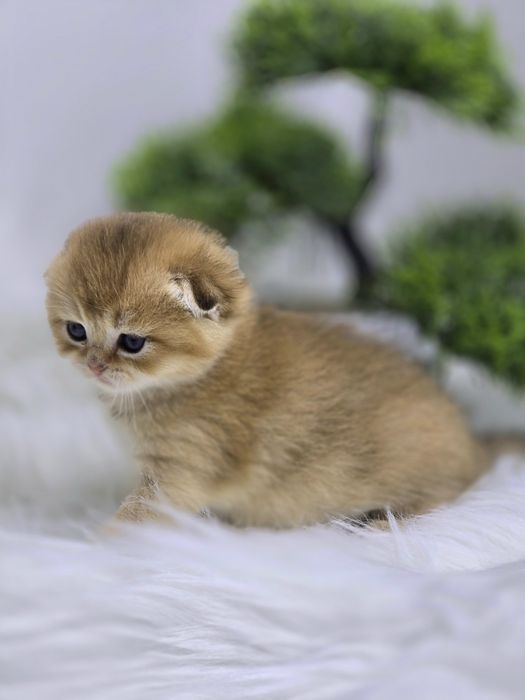 Шотландские шиншиллы