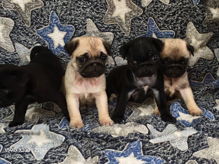 Очаровательные щенки Мопса.