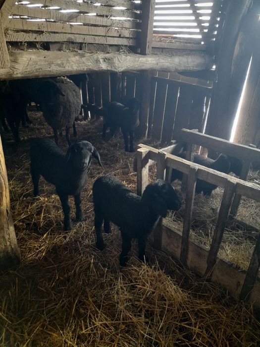 Oi carabase de vanzare