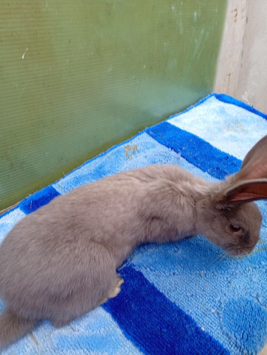 Femelută fluture albastru