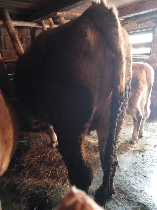 Junincă de vânzare