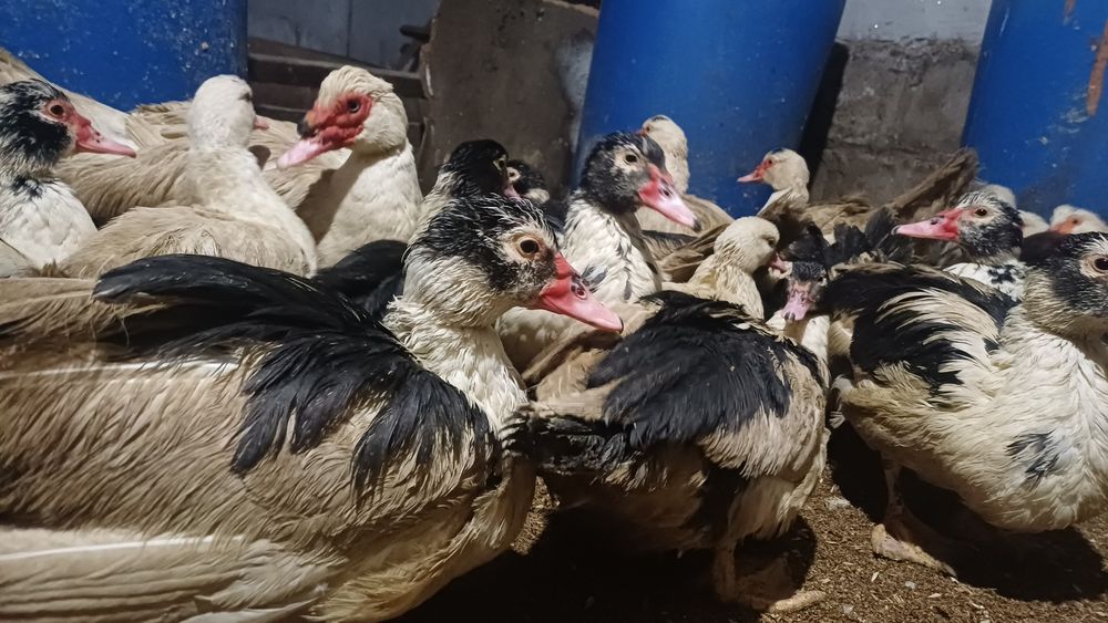 Продам индоуток селезней