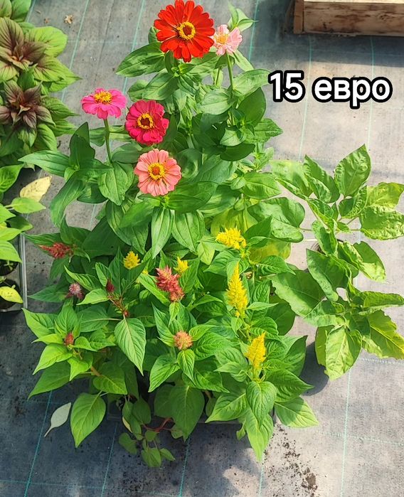 Цветя за градинка