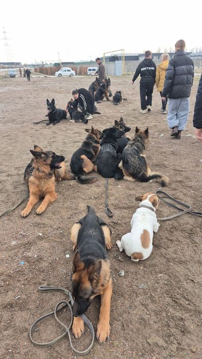 Дресировка собак