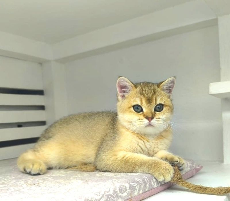 КоТик и кошЕчка  .ЗоЛоТо