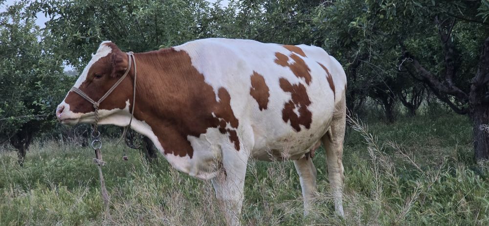 Smental sigr sotiladi