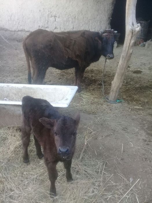 Ona bola sigirlar sotiladi