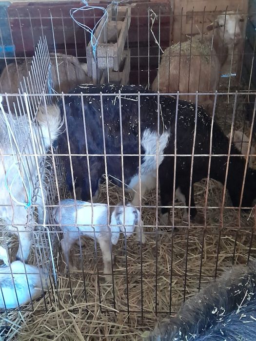 Vând tapisori metis