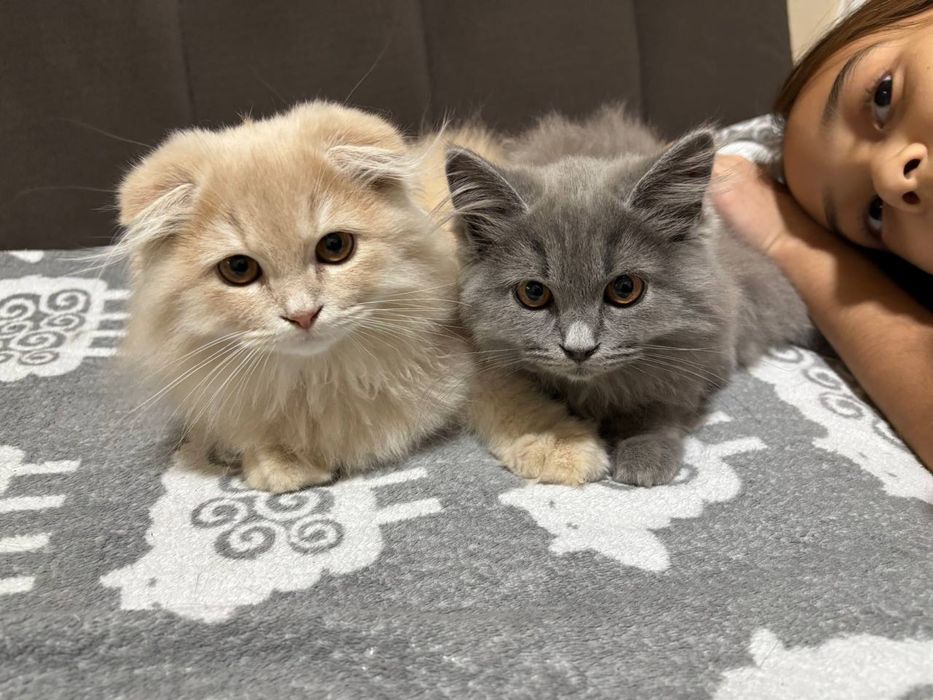 Отдам кошку (серая) в хорошие руки.