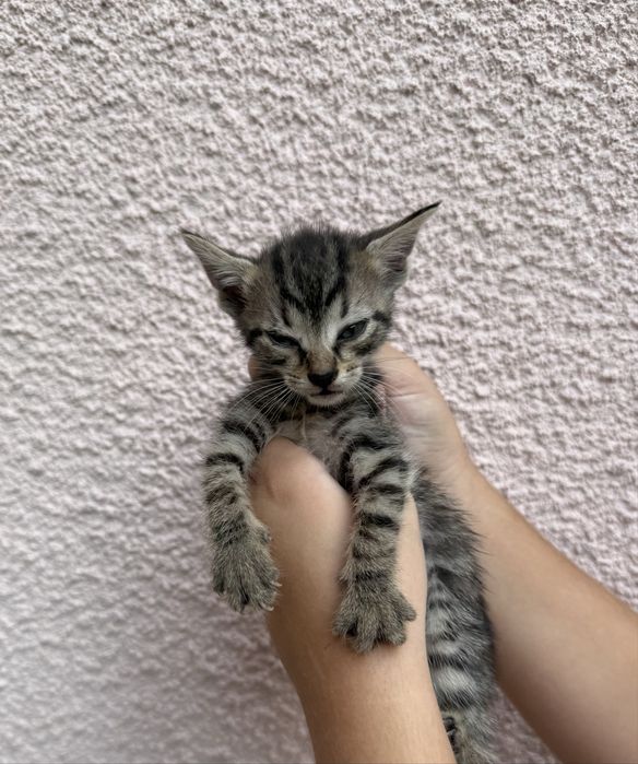 Подарявам малки котенца
