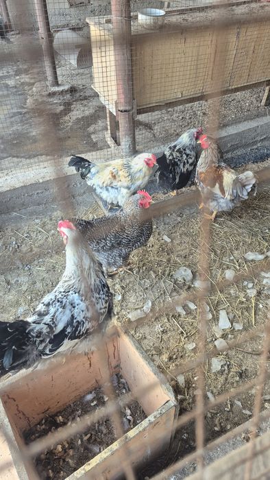 Продам петухов. Домашние,  молодняк