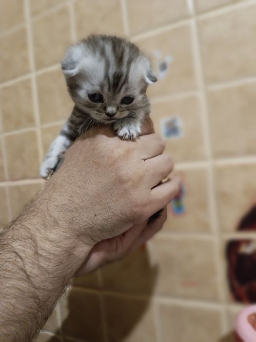 Котята Скоттиш Страйт