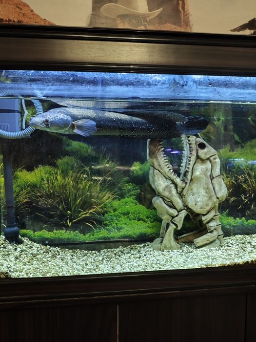 Продается Змееголов