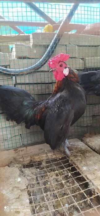 Сибрайт питух. Sibrayt xo'roz