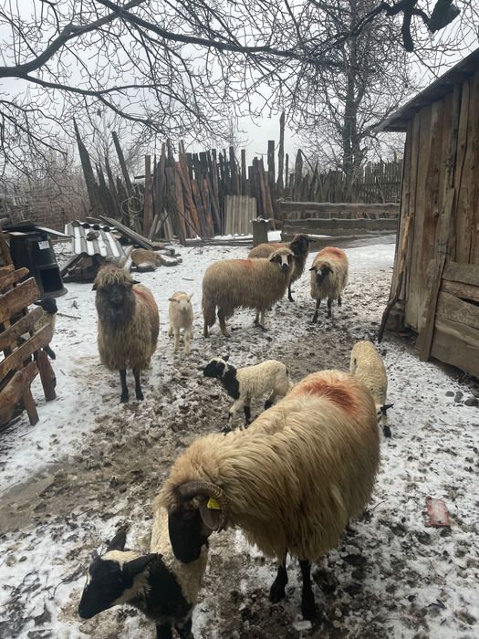 Vând 10 oi ,6 cu miei și 4 fără