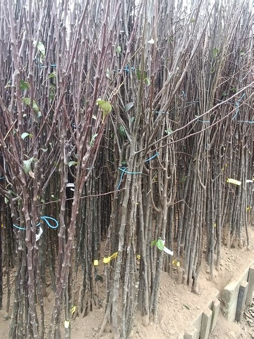 Pomi fructiferi de vânzare.Gyümolcsfa eladó.