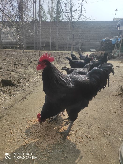 Qora shahzoda. Tuxum