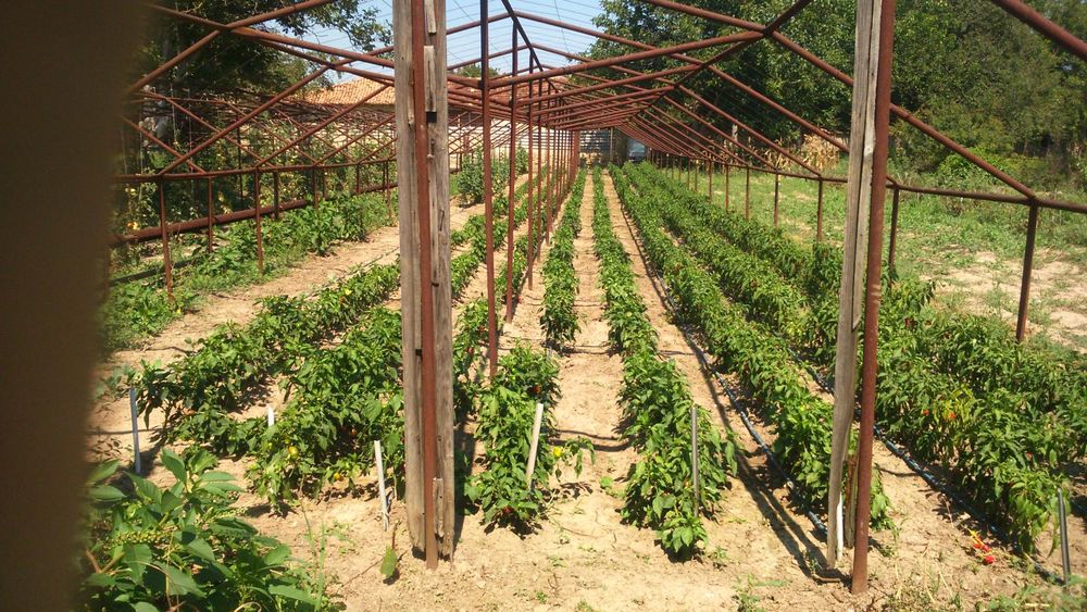 Оранжерии от траби ф40,заварени,+радиатори по желание на копувача.