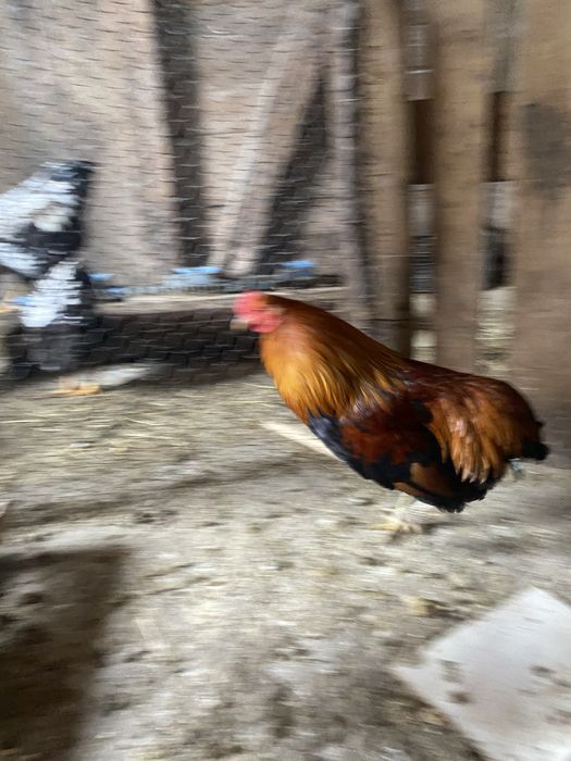 Vand Cocosi matase japonez,araucana,wyandotte gsg,splash  si argint