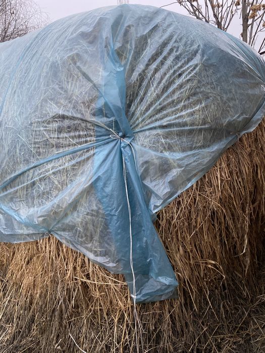 Шөп жаңышқа суданка арала