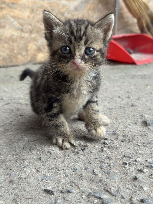 Котята , 2 девочки и мальчик