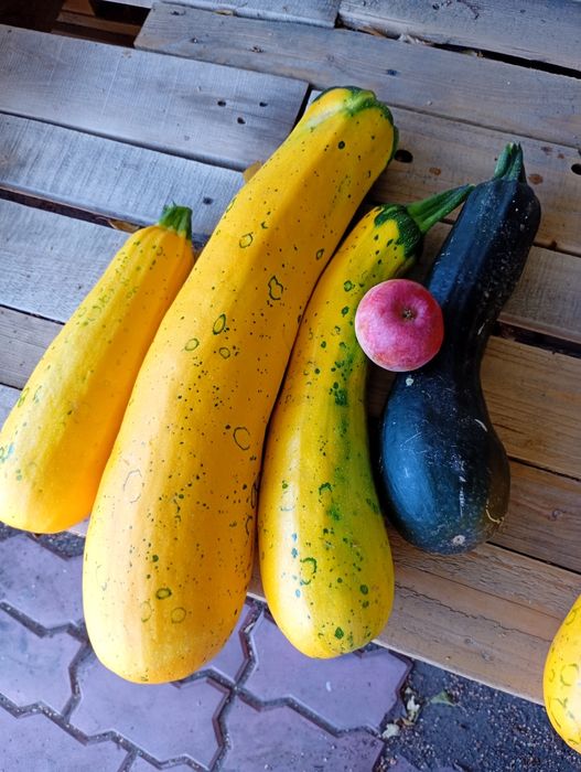 Продам кабачки дачные