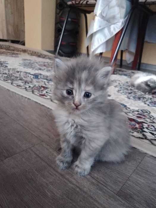 Домашние котята раздам только в добрые руки