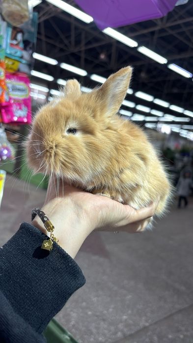 Кролики карликовые поступление малышей