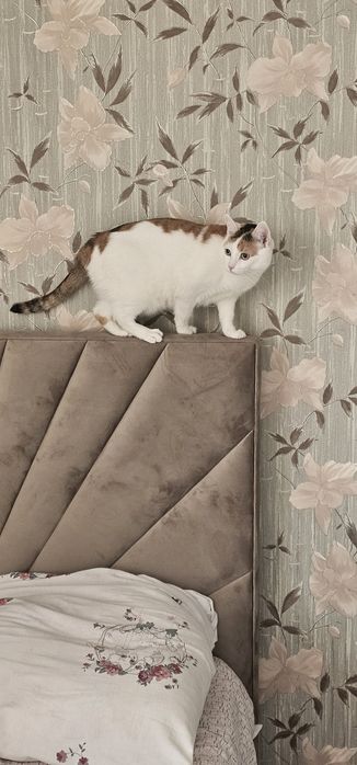 Отдадим в добрые руки. Добрый, чистый