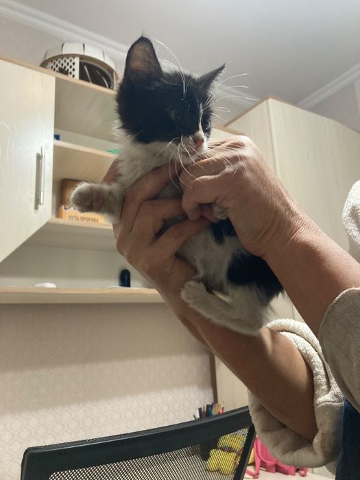 Отдам котенка в добрые руки