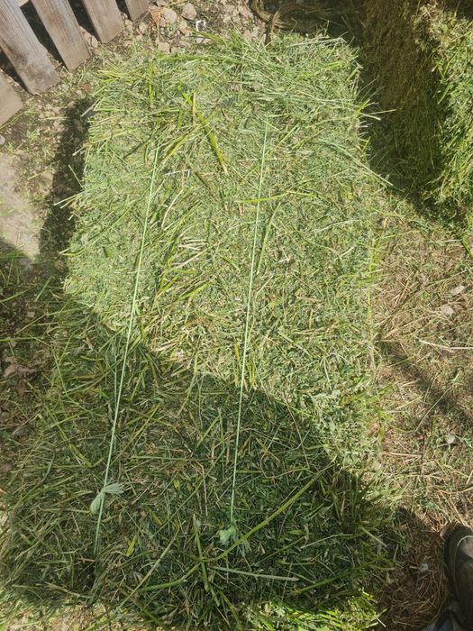 Baloti de lucerna de calitate