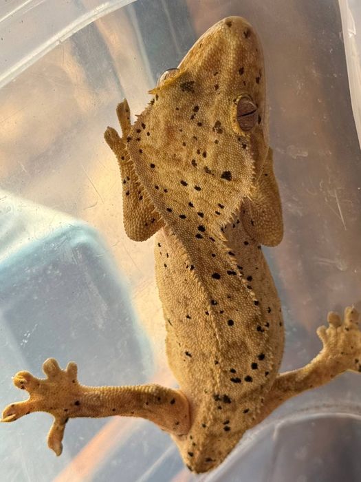 Продается ресничный геккон