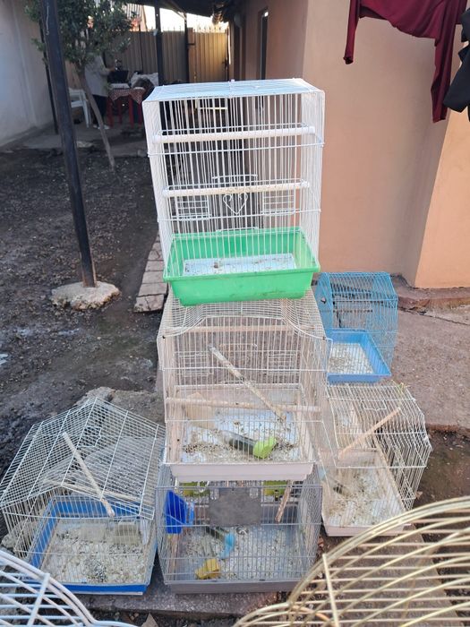 Vînd sau schimb colivii