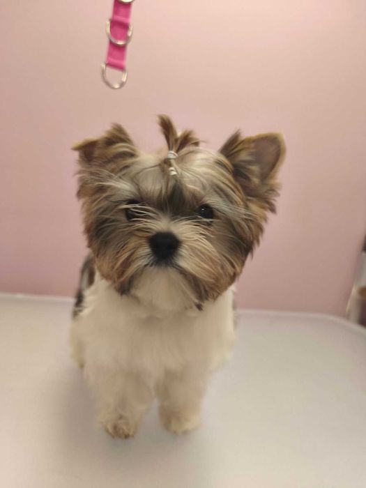 Йоркширски териер