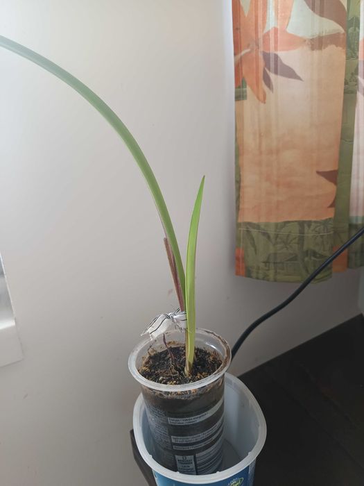 Амарилис семе от Нидерландия