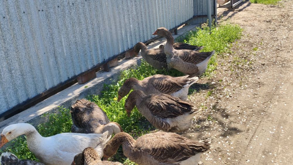 Продам Гусей Крупно серый