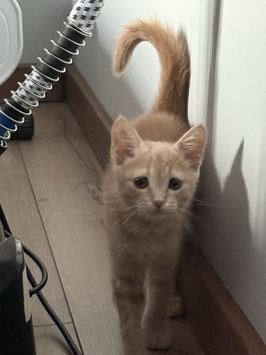 Котенок ищет дом