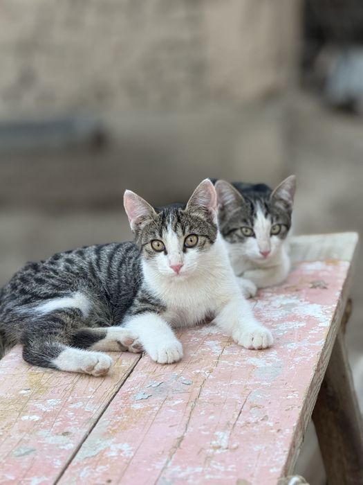 Кошка,котёнок,марғау