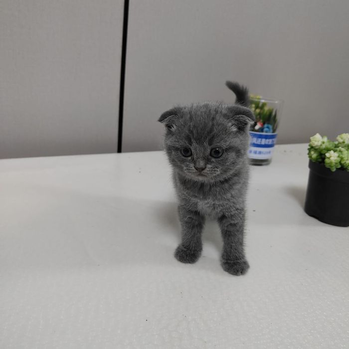 Шотланская котенок