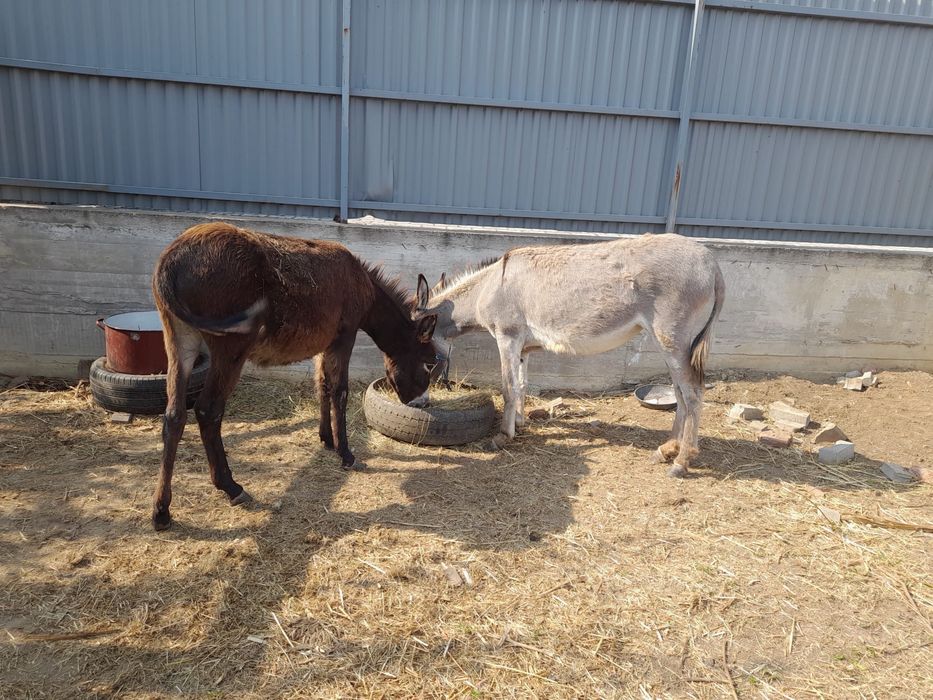 Doua Magarite disponibile / măgărițe