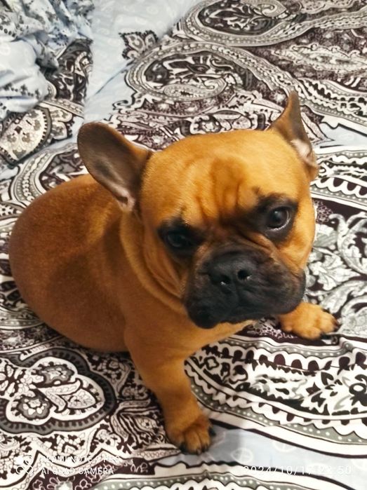 Вязка французский бульдог