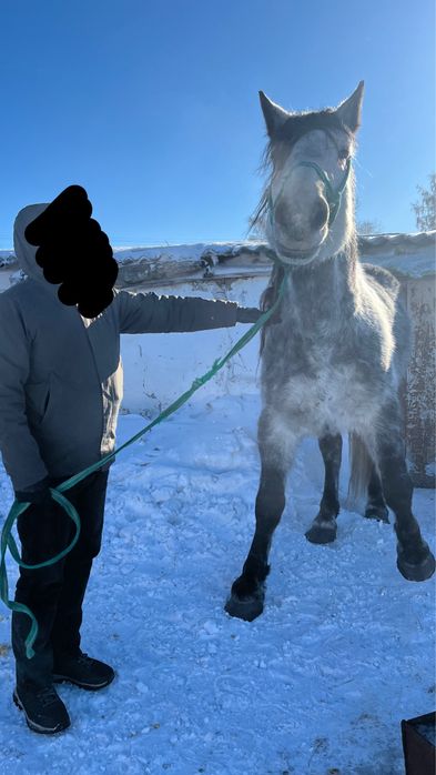 Жеребец 5 летка