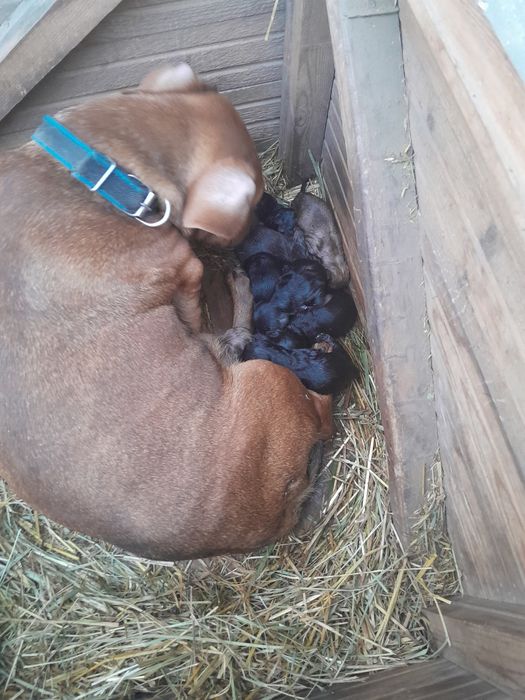 Продам шинки 1000тг