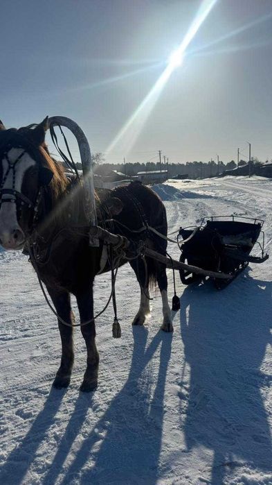 Продам АТ -мерин.