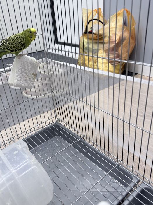 Продам попугаев и клетку
