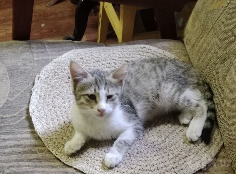 Котята, 2 месяца