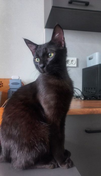 Кот, 8 мес, кастрирован
