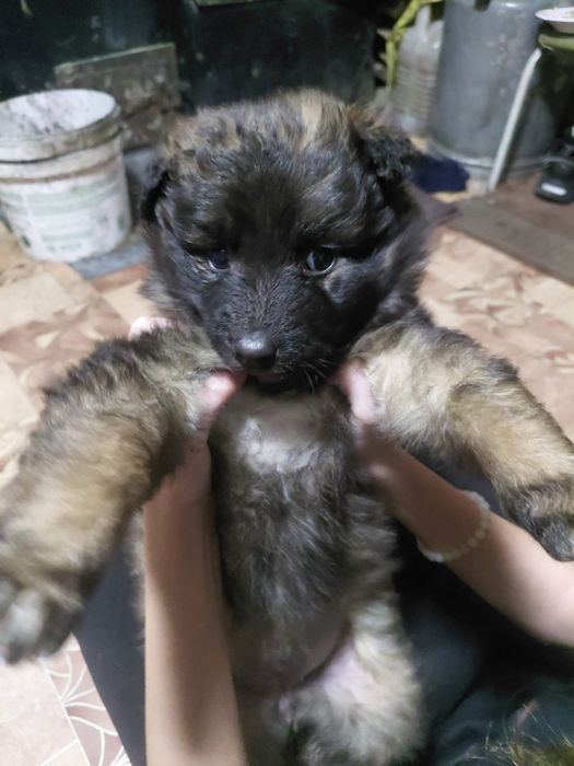 Щенок от немца в хорошие руки.